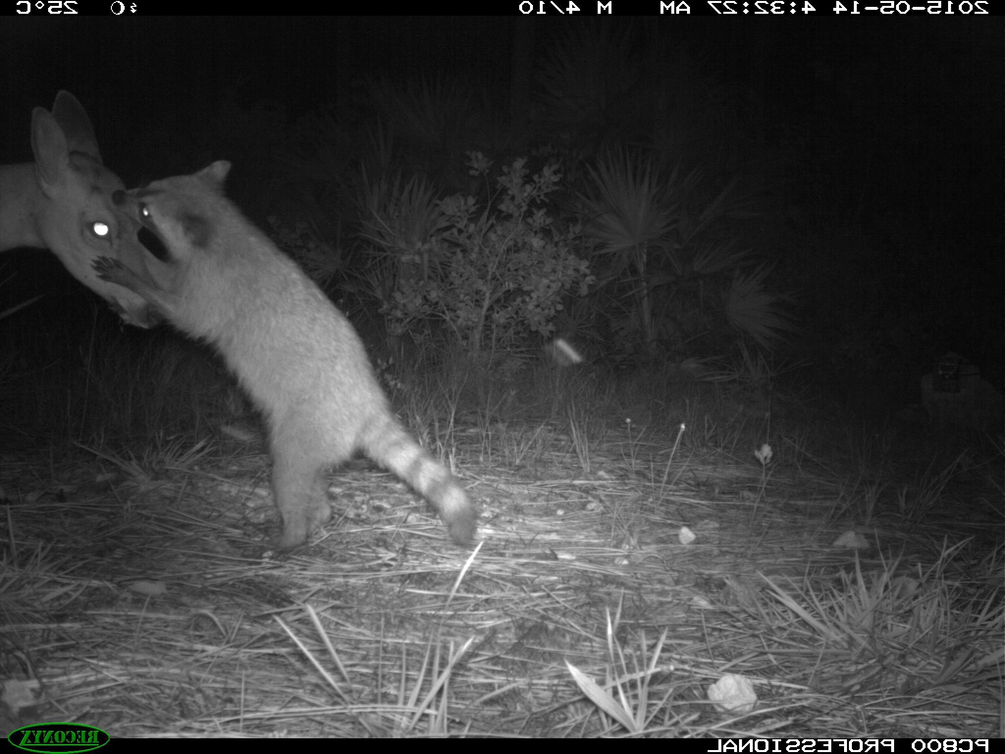 Camera Trap Photo of Raccoon